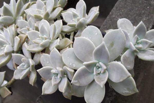 怎么养宝石花，一定要给予足够的阳光照射