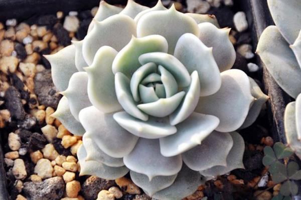 怎么养宝石花，一定要给予足够的阳光照射
