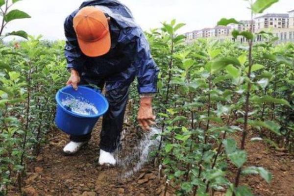 微量元素肥料的使用方法，要避免微肥用量过大