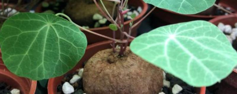 怎么种植红藤山乌龟，每隔20天左右追施一次肥料