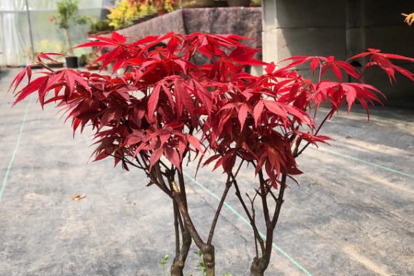 为什么红枫会卷叶，可能是光照过强或根系腐烂所致