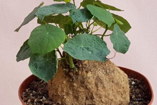 怎么种植红藤山乌龟，每隔20天左右追施一次肥料
