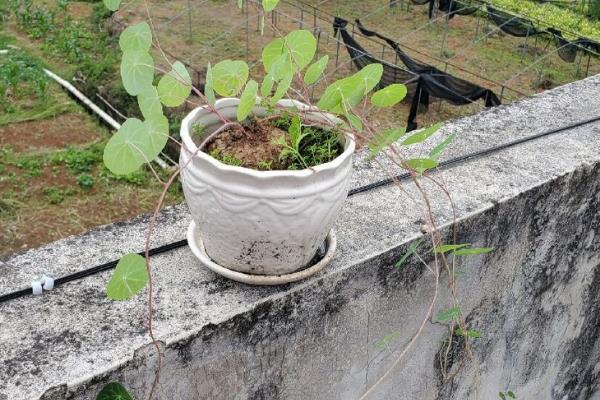 怎么种植红藤山乌龟，每隔20天左右追施一次肥料