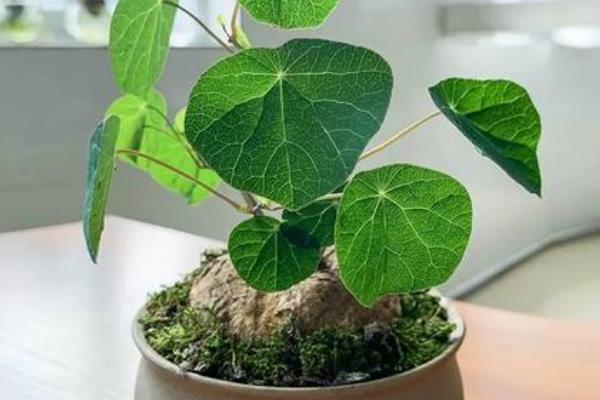 怎么种植红藤山乌龟，每隔20天左右追施一次肥料