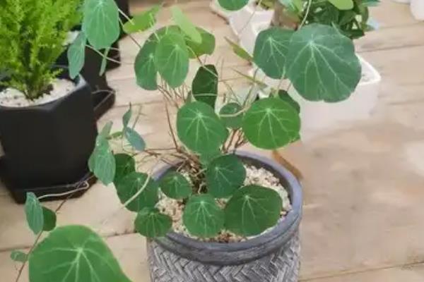 怎么种植红藤山乌龟，每隔20天左右追施一次肥料