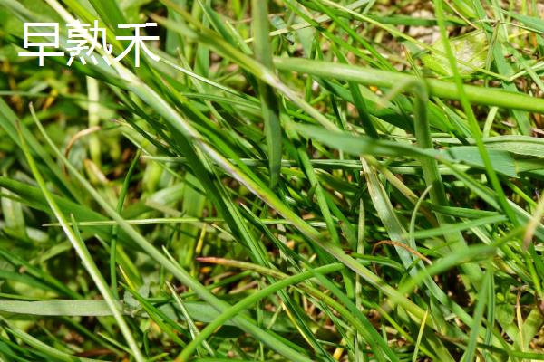 早熟禾与高羊茅有什么区别，种属、外观、原产地等方面均不同