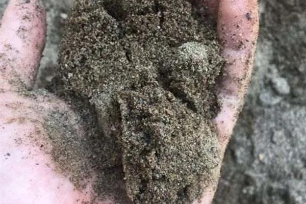 怎么用纯河沙栽培下山桩，剪除烂根经过消毒再埋入沙中