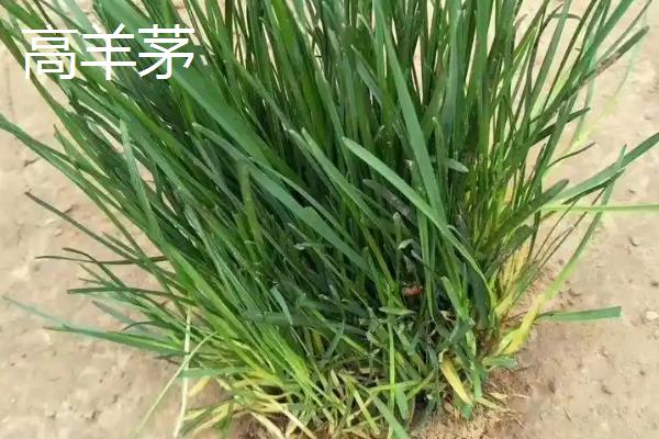 早熟禾与高羊茅有什么区别，种属、外观、原产地等方面均不同