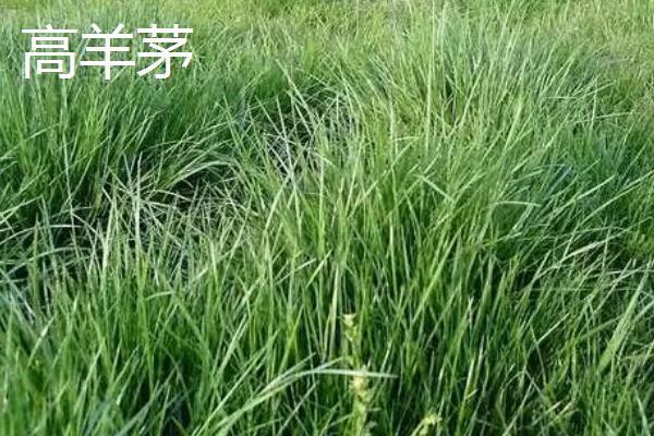 早熟禾与高羊茅有什么区别，种属、外观、原产地等方面均不同