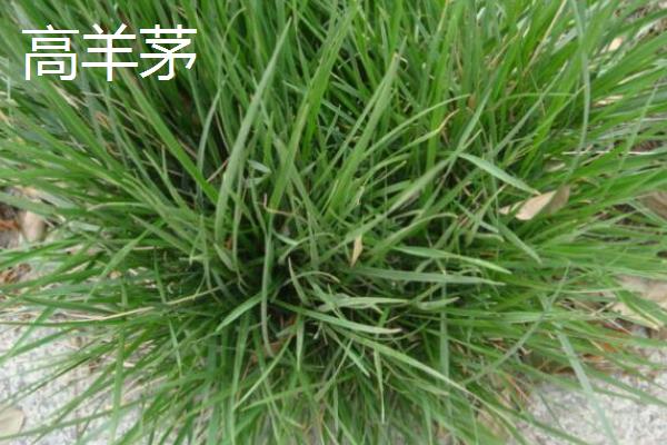 早熟禾与高羊茅有什么区别，种属、外观、原产地等方面均不同