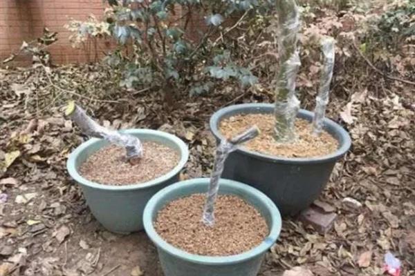 怎么用纯河沙栽培下山桩，剪除烂根经过消毒再埋入沙中