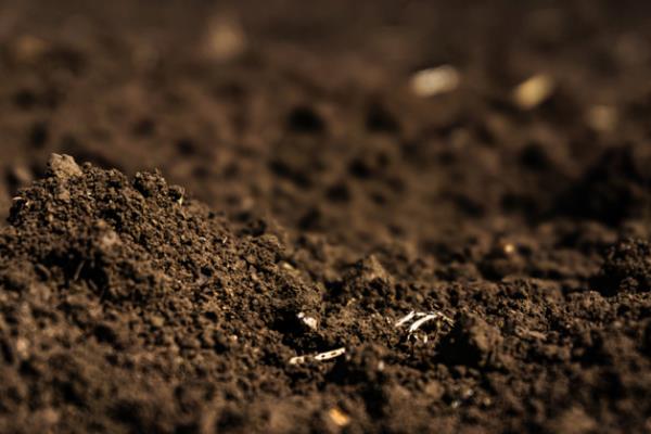 腐殖质有什么作用，可释放多种养分、改善土壤的理化性状和酸碱度