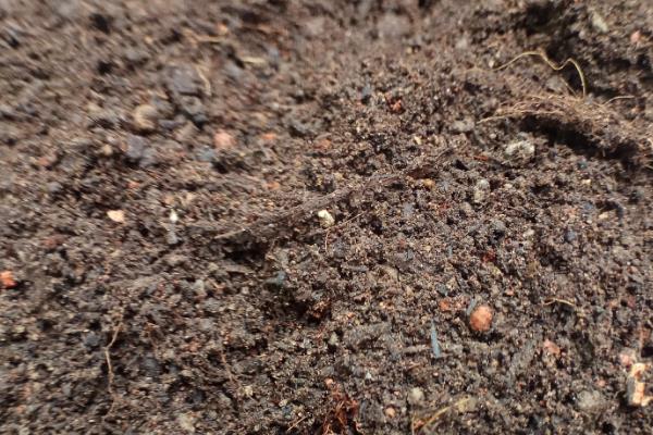 腐殖质有什么作用，可释放多种养分、改善土壤的理化性状和酸碱度