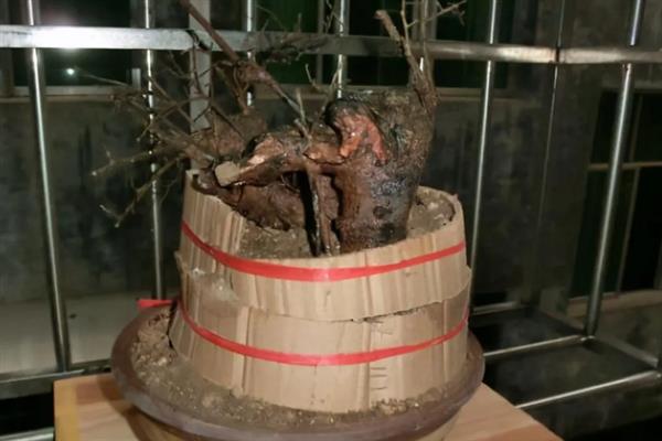 怎么用纯河沙栽培下山桩，剪除烂根经过消毒再埋入沙中