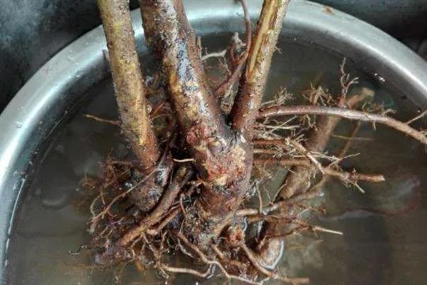 怎么用纯河沙栽培下山桩，剪除烂根经过消毒再埋入沙中