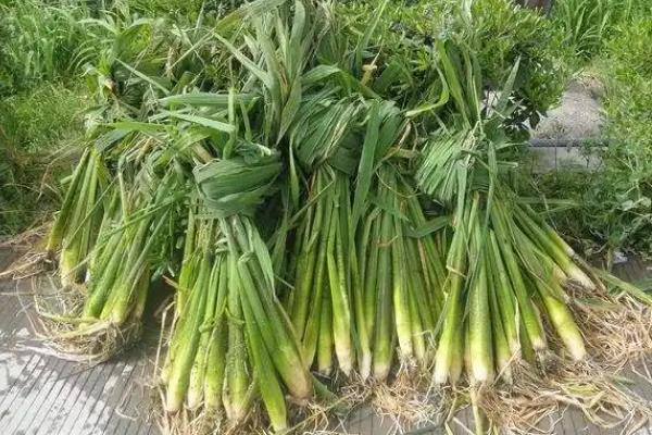 种哪些蔬菜可以赚钱，芥菜、茭白、秋葵等品种值得考虑
