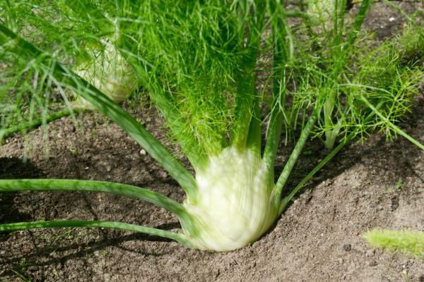种哪些蔬菜可以赚钱，芥菜、茭白、秋葵等品种值得考虑