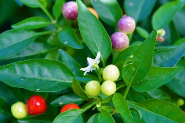 种哪些蔬菜可以赚钱，芥菜、茭白、秋葵等品种值得考虑