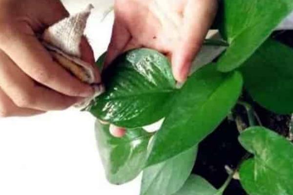 用啤酒擦花卉的叶子要不要兑水，蘸在毛巾上可直接擦拭大叶片的花卉