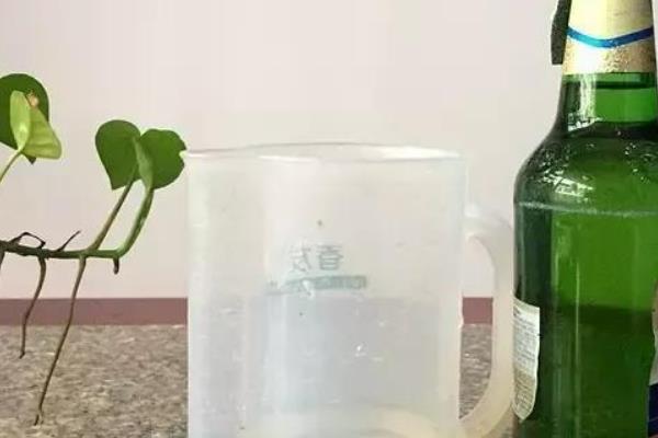 用啤酒擦花卉的叶子要不要兑水，蘸在毛巾上可直接擦拭大叶片的花卉
