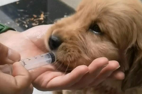 狗狗突然变得安静的原因，可能是心情不好或身体不适所致