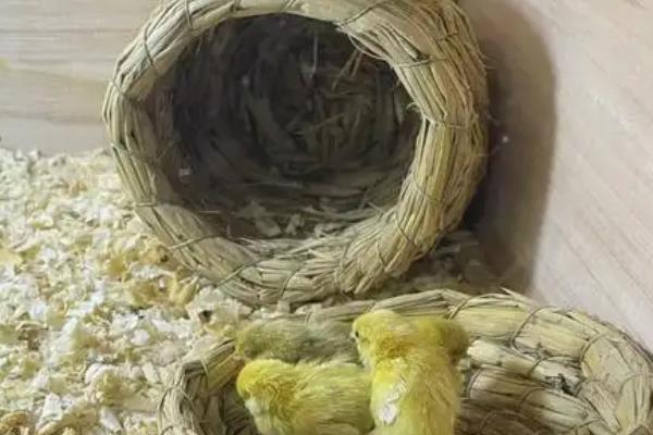 怎么做简单的小鸡窝，将刨花垫在圆盒中就能使用