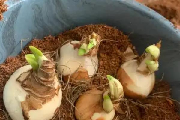洋水仙如何地栽，栽种前需剥除种球的黄褐色外皮并消毒