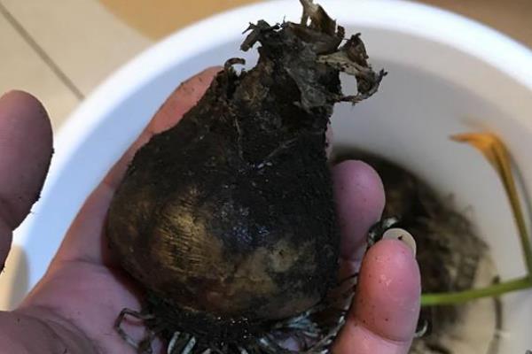 洋水仙如何地栽，栽种前需剥除种球的黄褐色外皮并消毒