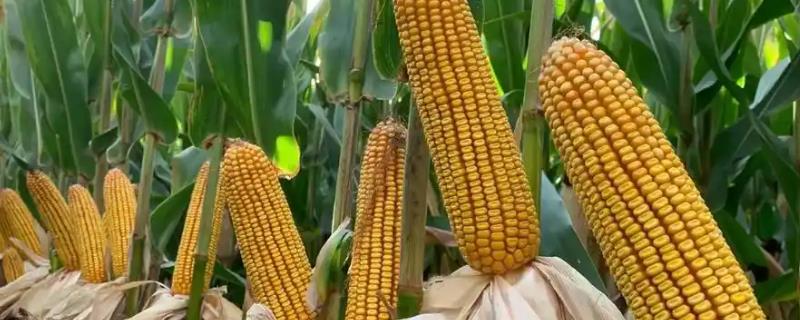 丹玉402号玉米种简介，成株叶片数21-22片