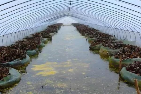 人工养黄鳝吃什么，通常以动物性饲料为主