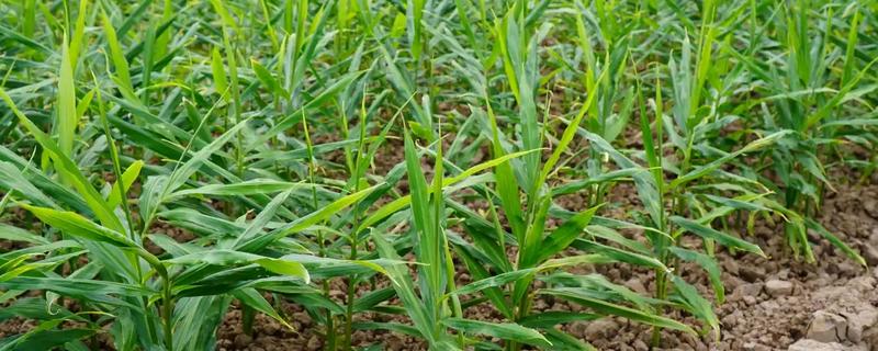 种植生姜的成本，一亩地要投入7000多元