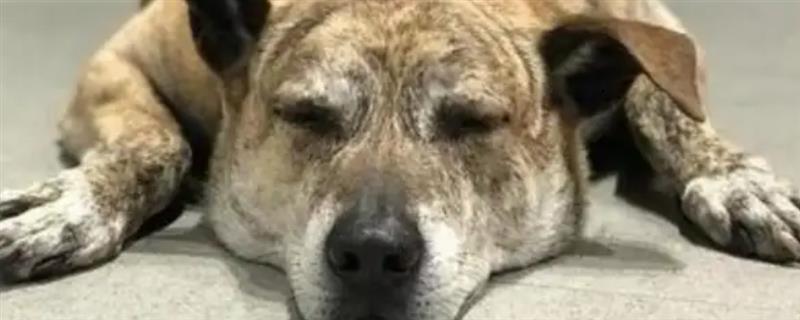 狗狗软骨病的症状，表现为跛行