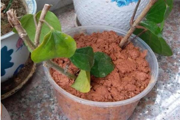 如何扦插扶桑花生根快，通常在每年的梅雨季节进行