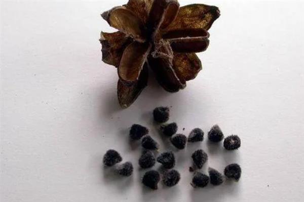 如何扦插扶桑花生根快，通常在每年的梅雨季节进行