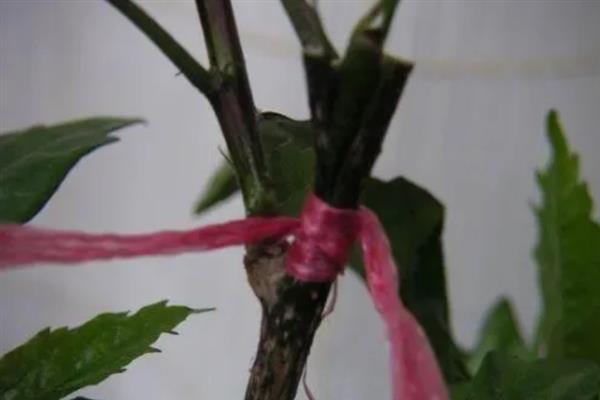 如何扦插扶桑花生根快，通常在每年的梅雨季节进行