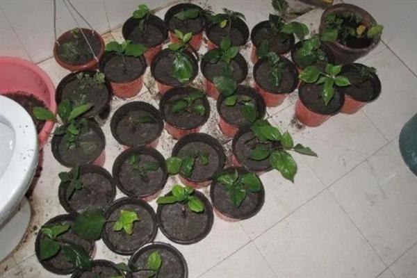 如何扦插扶桑花生根快，通常在每年的梅雨季节进行
