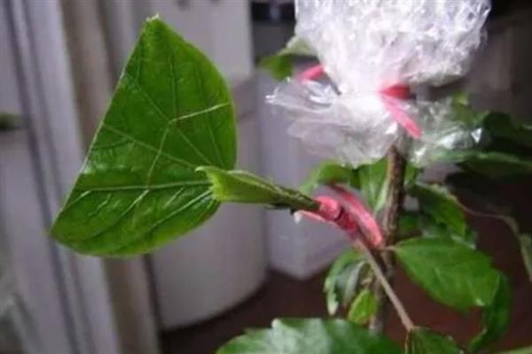 如何扦插扶桑花生根快，通常在每年的梅雨季节进行