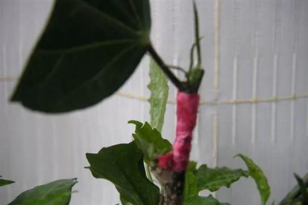 如何扦插扶桑花生根快，通常在每年的梅雨季节进行