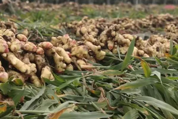 种植生姜的成本，一亩地要投入7000多元