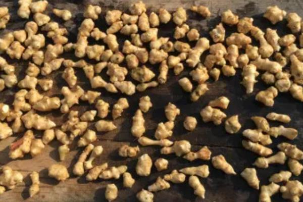 种植生姜的成本，一亩地要投入7000多元