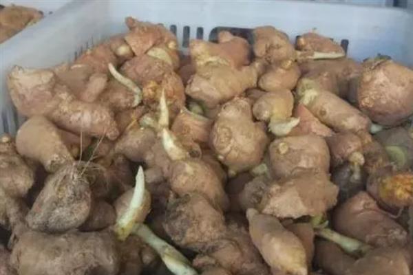 种植生姜的成本，一亩地要投入7000多元