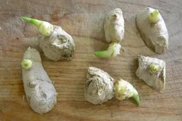 种植生姜的成本，一亩地要投入7000多元