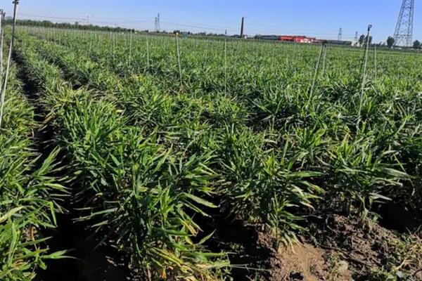 种植生姜的成本，一亩地要投入7000多元