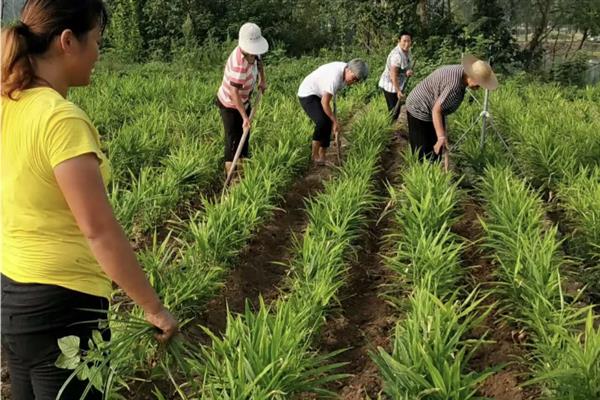 种植生姜的成本，一亩地要投入7000多元