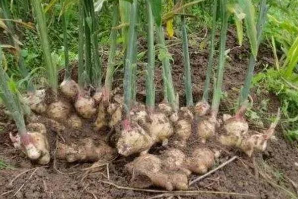 种植生姜的成本，一亩地要投入7000多元