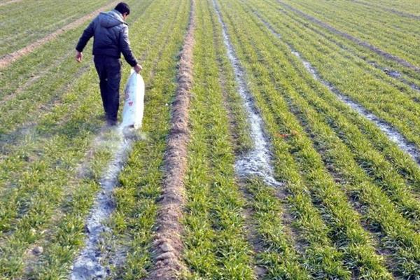种植生姜的成本，一亩地要投入7000多元