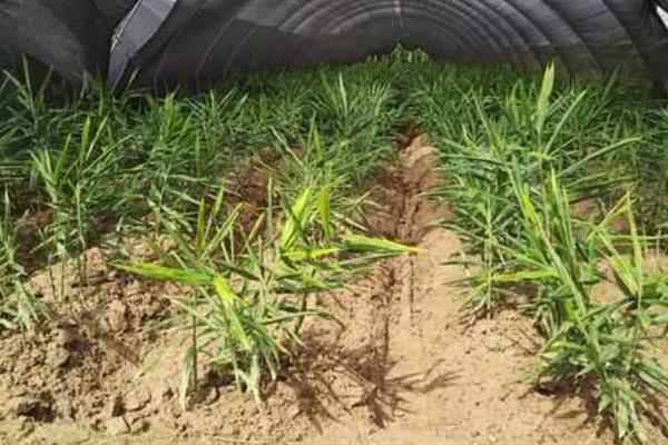 种植生姜的成本，一亩地要投入7000多元