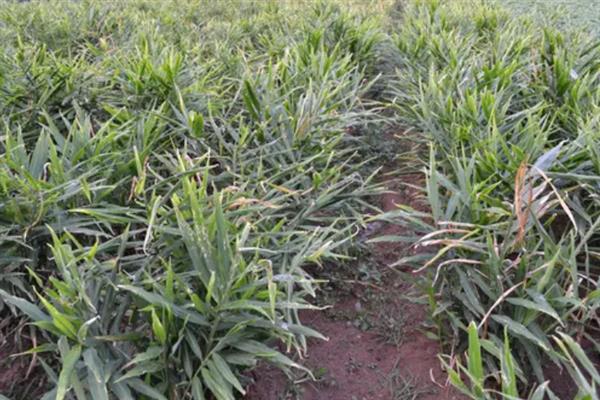 种植生姜的成本，一亩地要投入7000多元