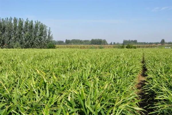 种植生姜的成本，一亩地要投入7000多元