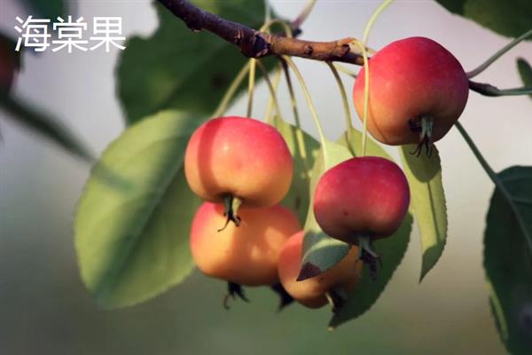 丹玉402号玉米种简介，成株叶片数21-22片
